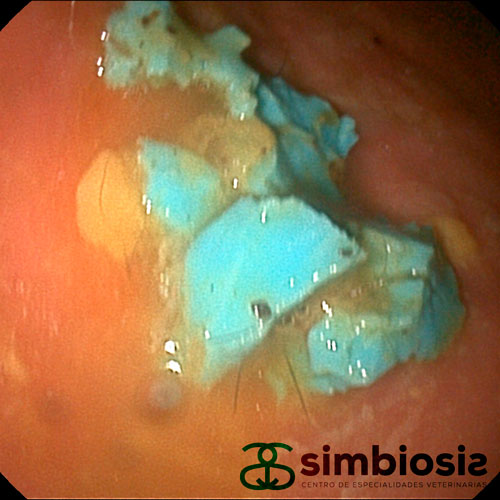 pelota ingerida por perro, endoscopia