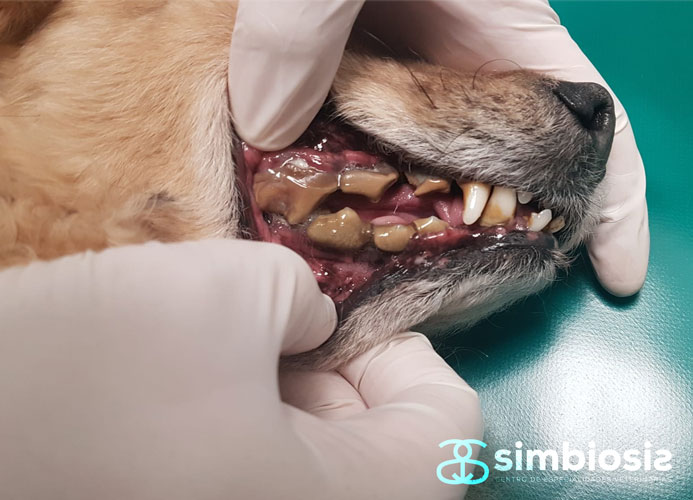 Enfermedad periodontal en perro