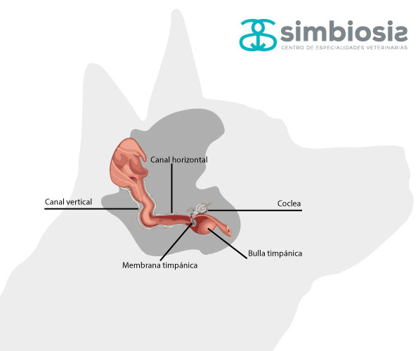 anatomía conducto auditivo perro