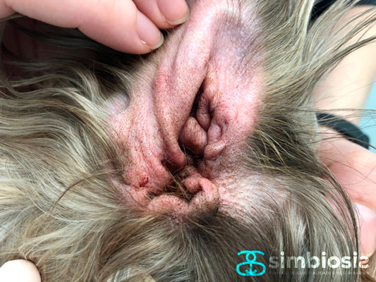 otitis eritematosa de origen alérgico perro