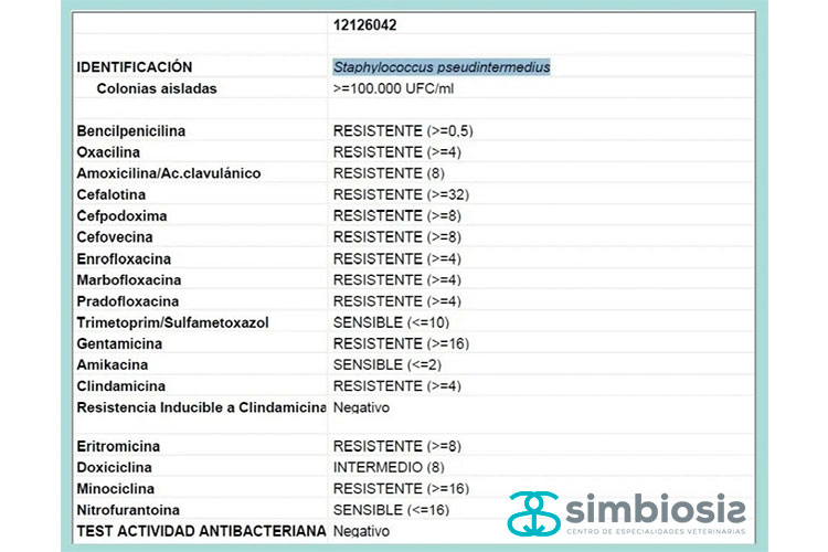 antibiograma paciente felino resistencia a los antibióticos