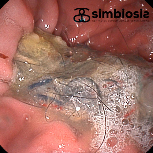 cuerpo extraño en perro, endoscopia
