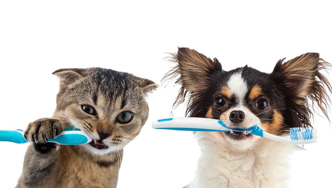 salud y limpieza bucodental perros y gatos