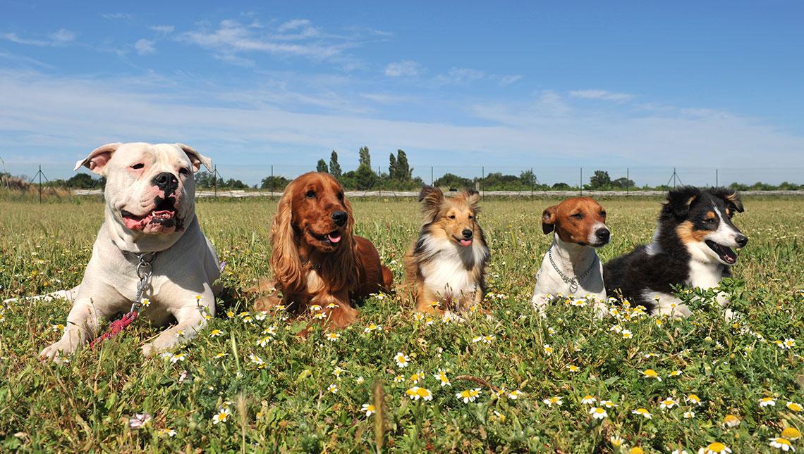 Alergias medioambientales en perros y gatos, dermatología